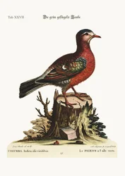 The Green-Winged Dove